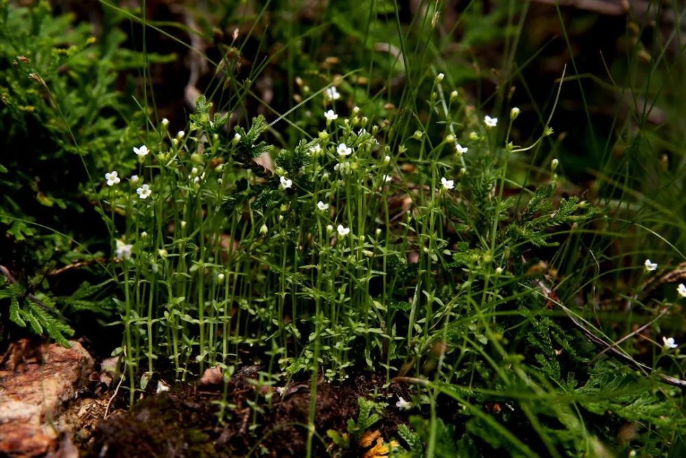 这些娇小可爱的尖帽草生长在五座楼林场一段极其陡峭的向阳山坡上,和