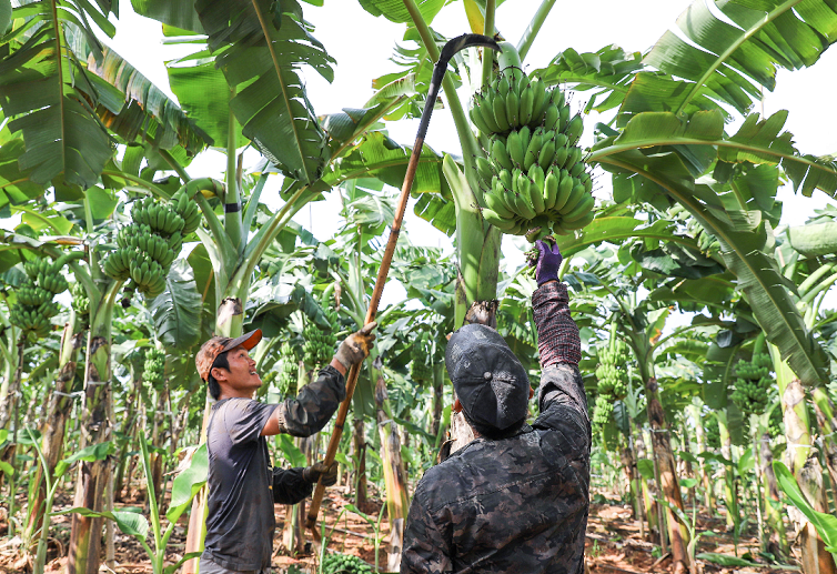 8月20日,小轩来到覃塘区五里镇榕木村的粉蕉种植基地,映入眼帘的是一