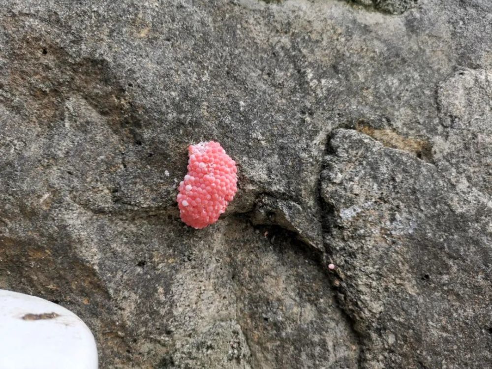 密集恐惧者慎入河边惊现粉色卵群究竟何物引得奉城镇的居民如此担心