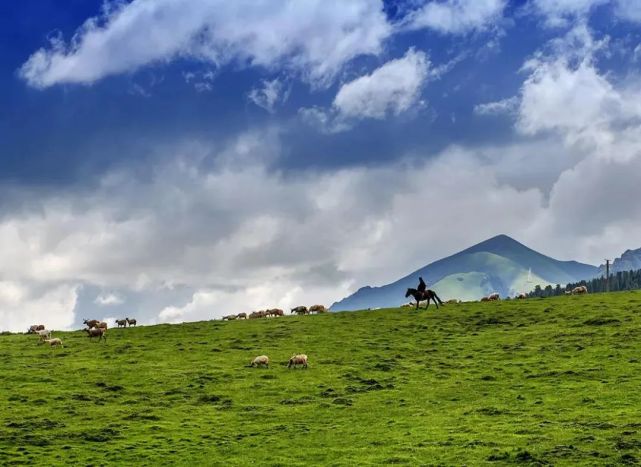 壮哉!阿坝黄河大草原!