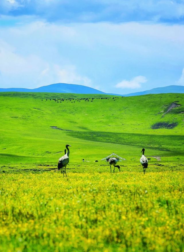 壮哉!阿坝黄河大草原!