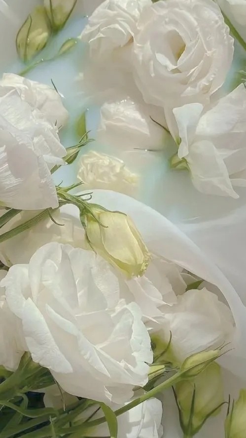 手机壁纸|绝美的花花