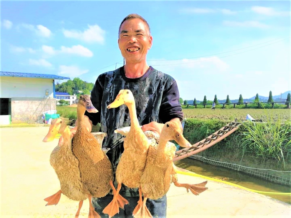 曾记否?小桥荷影紫龙湖,小岛民宿品贡鸭