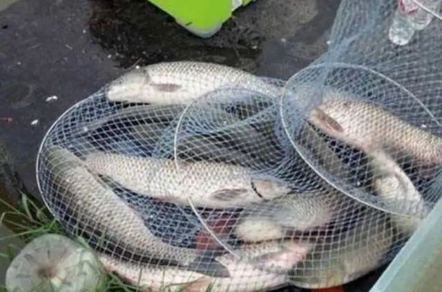 这款钓草鱼饵料既可以当作手竿钓饵使用,同时还能用在海竿爆炸钩上