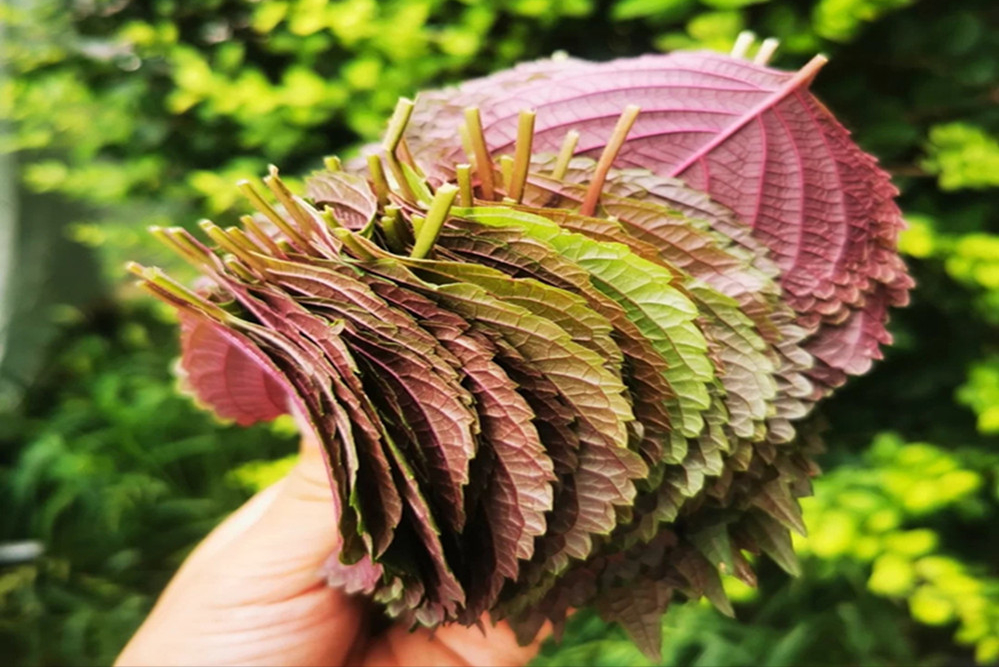 碰到这菜我从不手软,又叫消炎菜,一次多买几斤,过了8月就少了