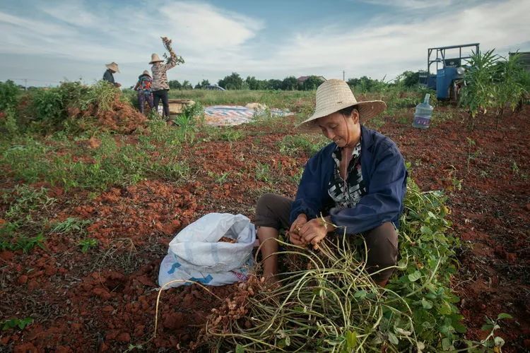 村民们头戴草帽在地里拔花生.
