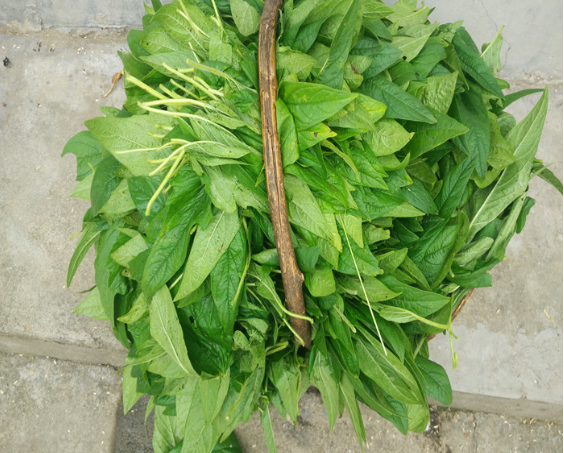 有些人种植芝麻是为了得到芝麻,还有些人则是为了获得它的叶子