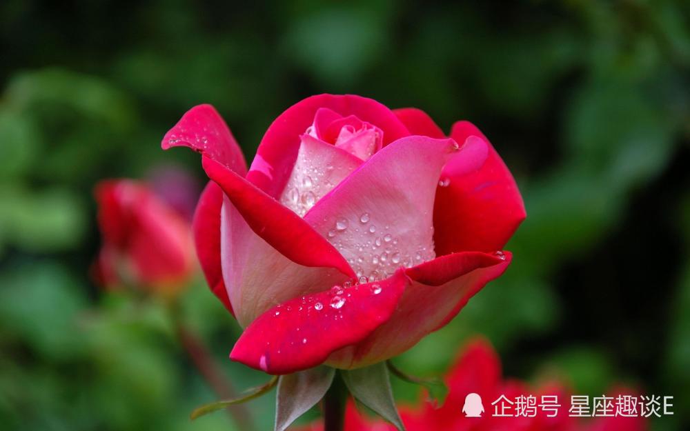8月26日 30日星座运势 巨蟹敞开心扉 天蝎积极主动 摩羯实力大增 腾讯新闻