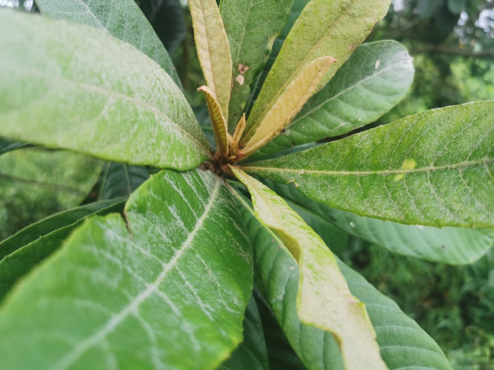 身边的中草药枇杷叶