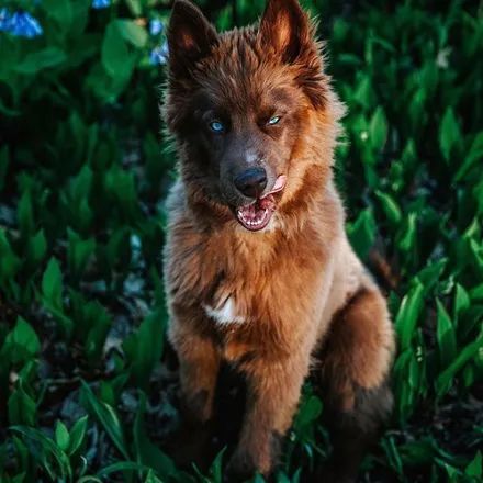 网友晒出"全咖啡色"哈士奇,一眼就被惊艳到了!