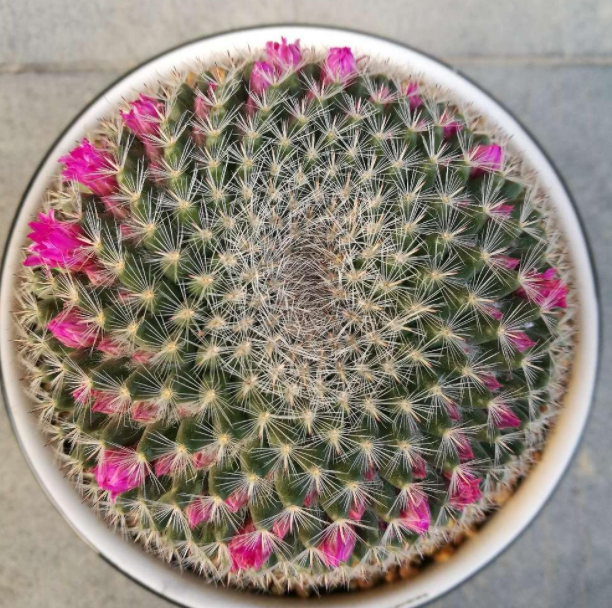 大佬养玉翁仙人球用沙土配农家肥30天浇1次水花开成圈