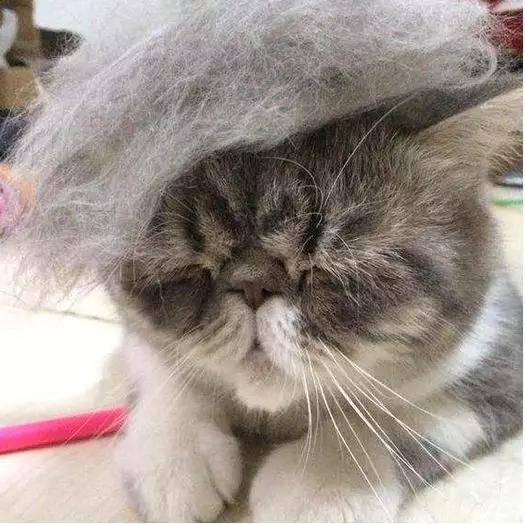 为什么猫咪每天掉毛那么多,也没有变秃?