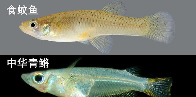 蚊子杀手食蚊鱼一天吃500只蚊子却被多国认定为入侵物种