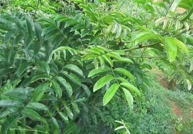 八零九零後的回憶能掙零花錢的山貨如今快被桉樹代替了