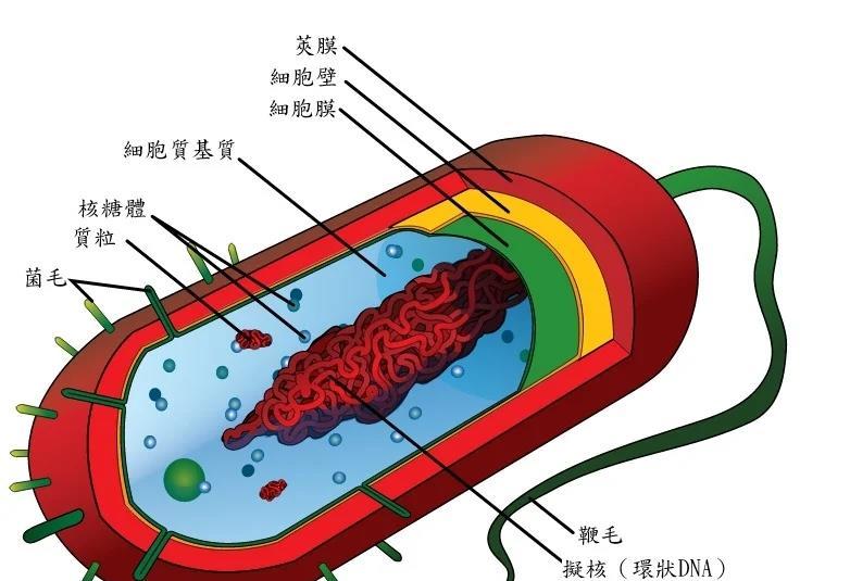 道赛尔