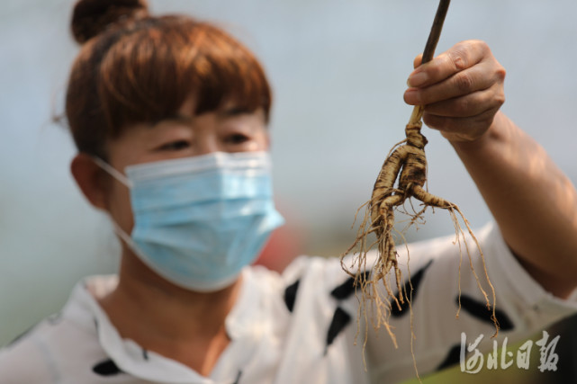 2021年8月25日,種植戶在河北省承德縣倉子鄉南山村人參種植基地展示