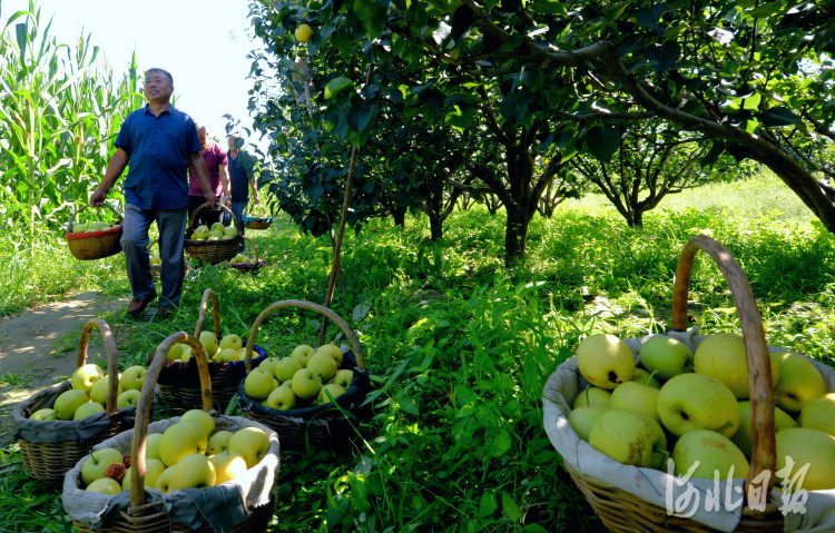 河北大城梨园结出致富果