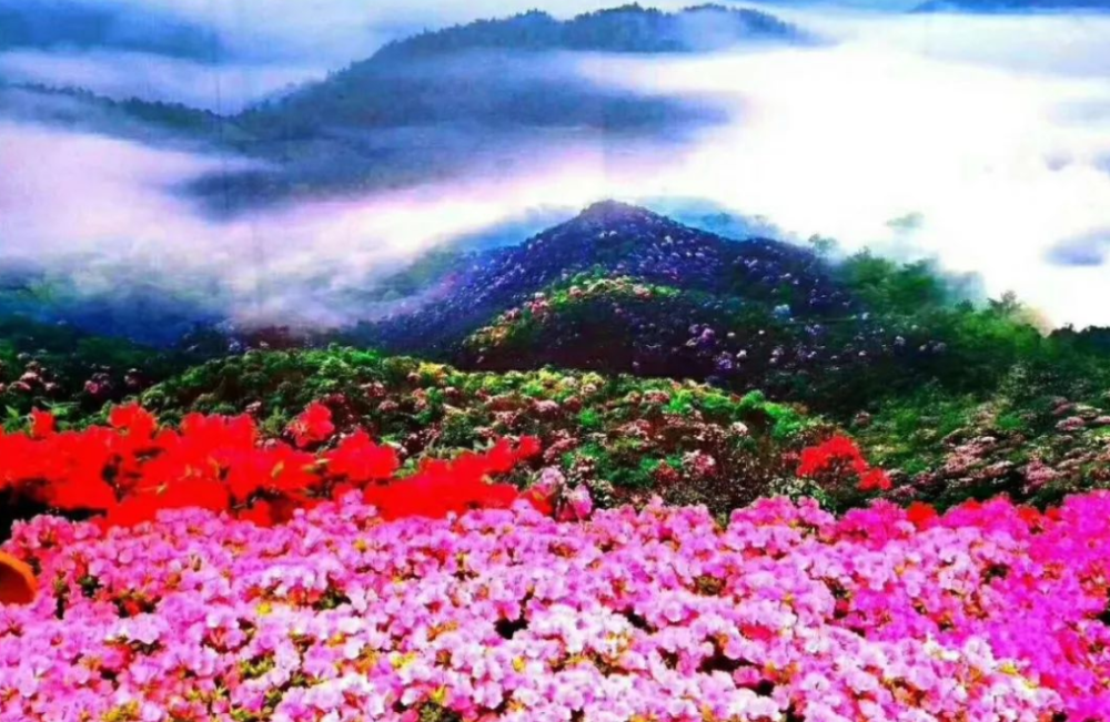 为麻痹朝廷,推延撤藩,假意敬献孝庄皇后的那株云南珍稀杜鹃"媚儿",半