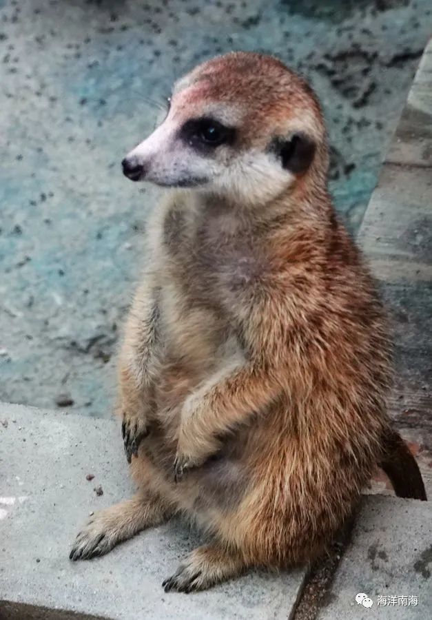 研学旅游邂逅迪斯尼《狮子王》配角"丁满"原型狐獴_腾讯新闻