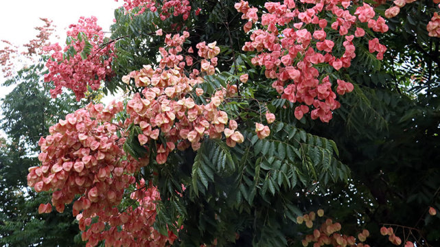 云南镇沅复羽叶栾树花开秋意浓