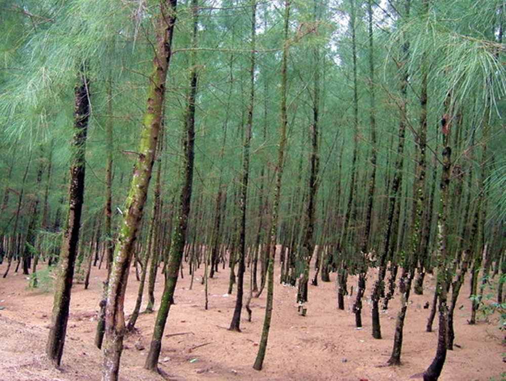 湛江麻章有一棵高大的百年木麻黃樹現在已經很少見了