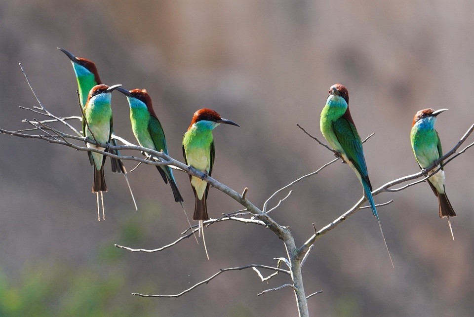 中国最美小鸟成群结队在福建武平安家