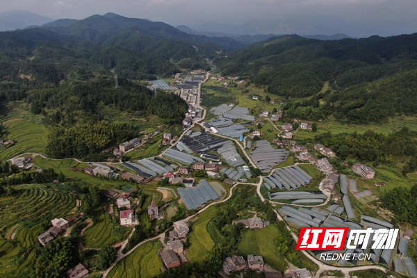 郴州桂東:高山蔬菜採摘忙|桂東縣|蔬菜|高山蔬菜|寨前鎮|大棚|芹菜