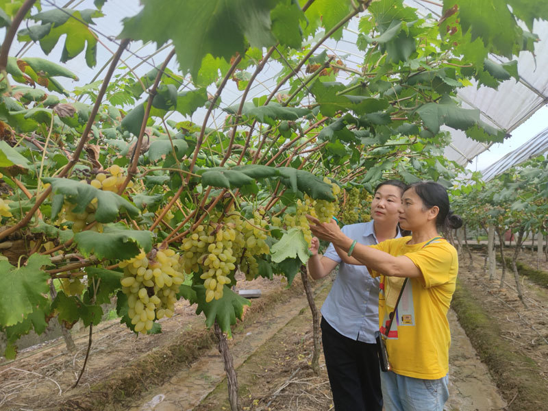 哈密宋桂兰图片