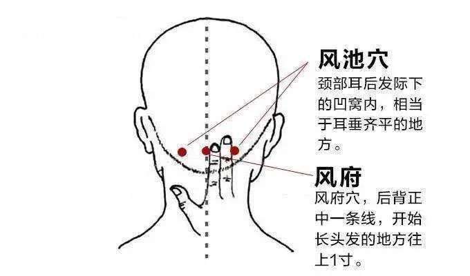 风池穴的准确位置图准确位置