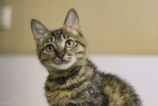 凭什么歧视狸花猫凭什么狸花猫就得流浪街头
