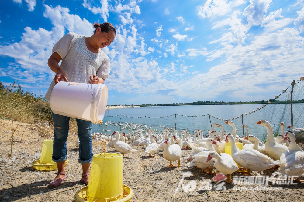 "雁鱼"立体养殖成新疆这个村的"聚宝盆"