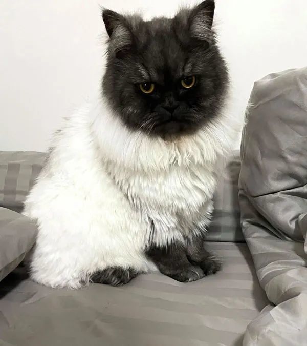 你这羊不错,主人:那是我家猫,长着长着就成这样了!