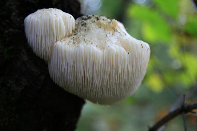 心仪自然 认识菇菌-猴头菇