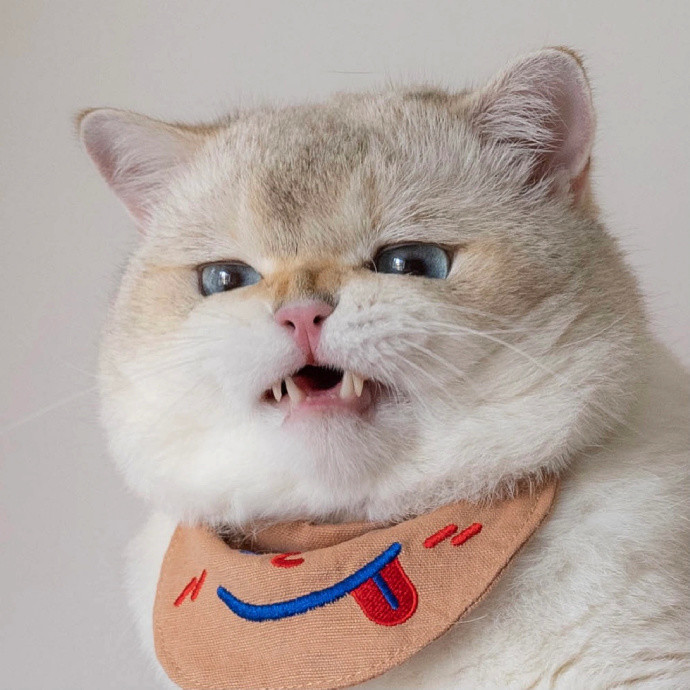 发现一只很拽的小猫咪