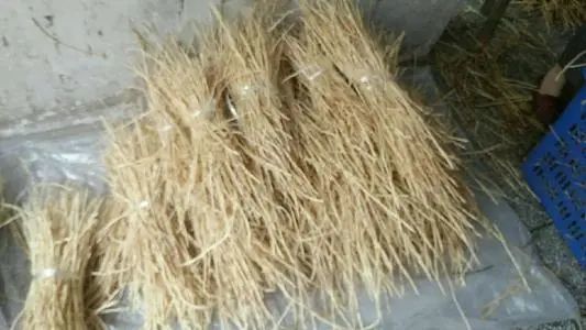 农村娃爱嚼的草根,几十年前是"救命草",现在市场卖30一斤