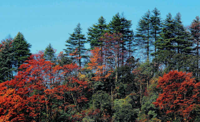 林草科普金佛山中藏银杉