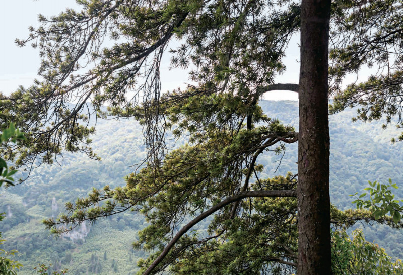 林草科普金佛山中藏银杉