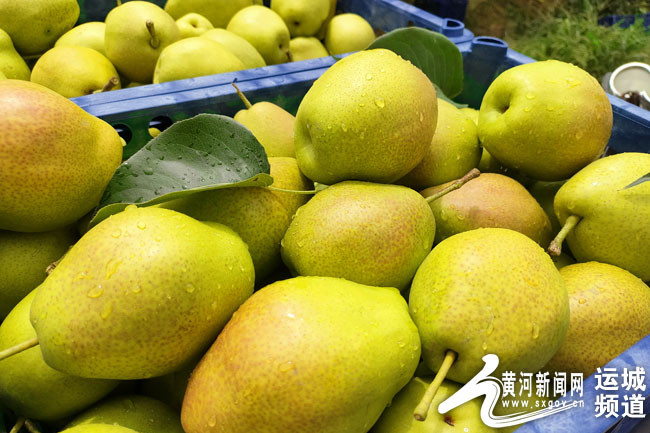 小康圆梦盐湖区龙居镇红香酥梨丰收季百姓增收笑开颜