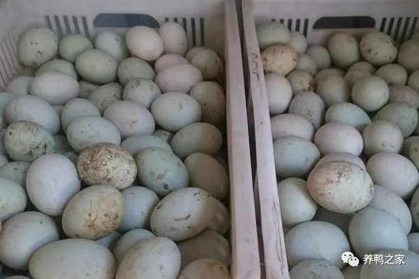 鸭蛋不能和什么一起吃什么人不能吃鸭蛋