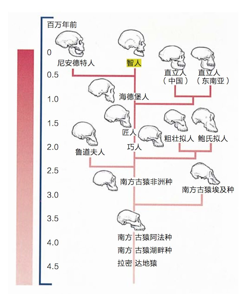 颠覆人类起源?科学家在中国发现新人种龙人,或是人类最近亲