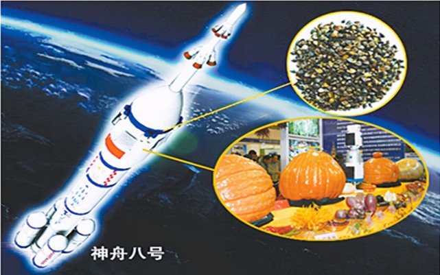 为何每次神舟飞天带货都带种子太空育种的背后是超2000亿元市场