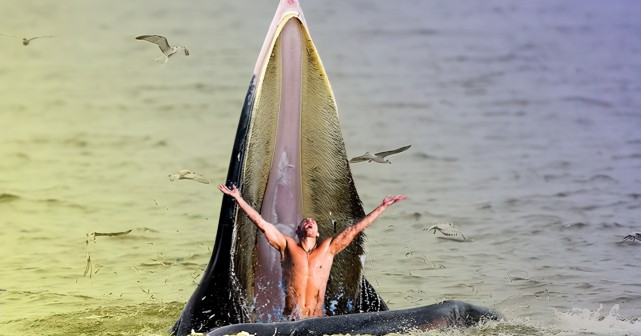 齿鲸|龙虾|鲸鱼|座头鲸|帕卡德