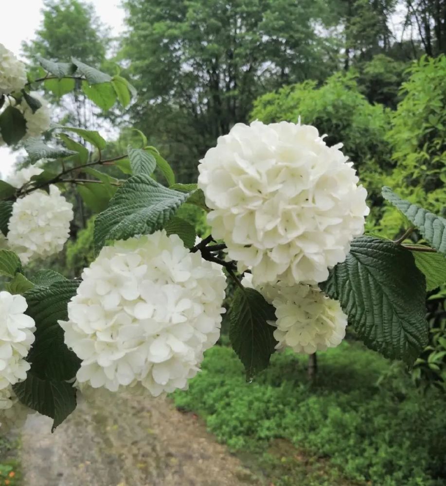 都是繡球花不如種棵木繡球北方也能種木本花卉更好養