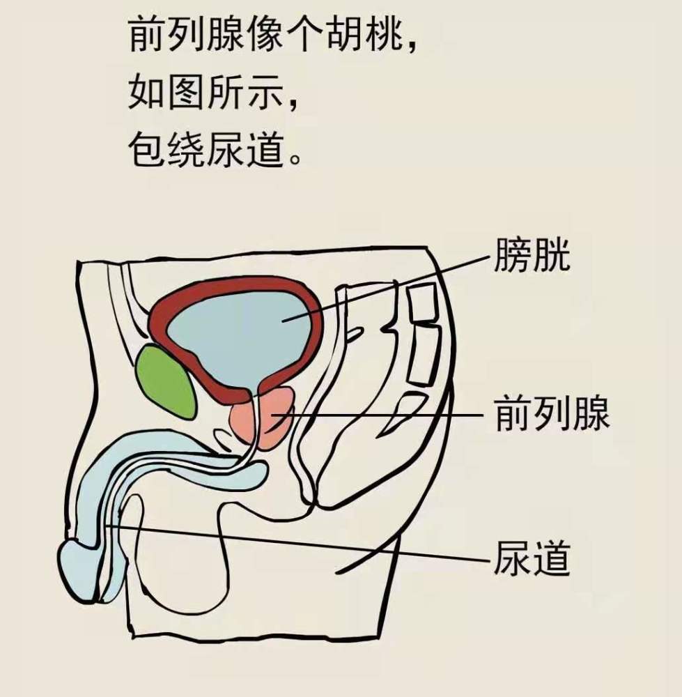 男性40岁之后开始尿频,是前列腺增生导致的吗?