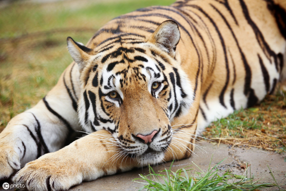 消失了二十多年的野生华南虎还有可能再次出现吗