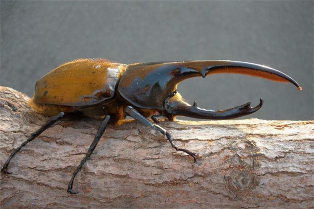名贵甲虫图图片