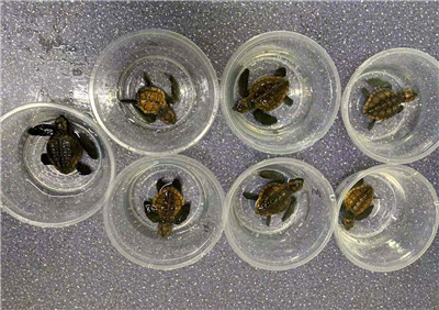 丨国内首例人工孵化蠵龟宝宝在青岛诞生