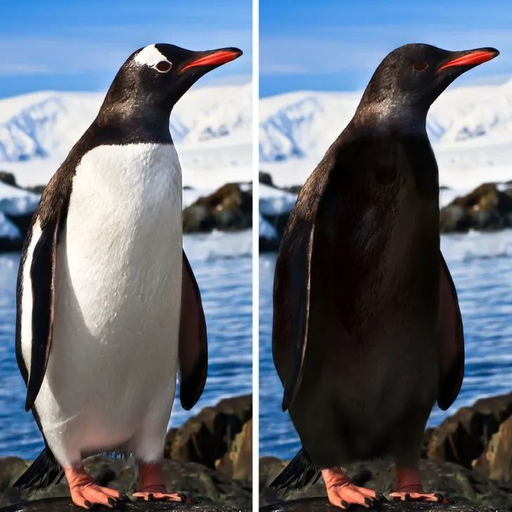 如果失去主要外表特征动物们会变成什么样子67