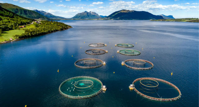 挪威三文鱼渔场被曝鱼身布满鱼虱,未来食用三文鱼还安全吗?