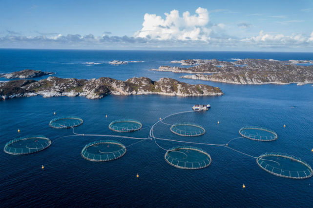 挪威三文鱼渔场被曝鱼身布满鱼虱,未来食用三文鱼还安全吗?